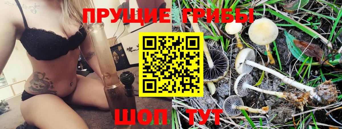 Северобайкальск  Псилоцибиновые грибы Psilocybe  Вход с VPN 